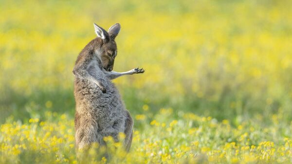 Снимок Air Guitar Roo австралийского фотографа Jason Moore, получивший главный приз в конкурсе The Comedy Wildlife Photography Awards 2023 - Sputnik Беларусь