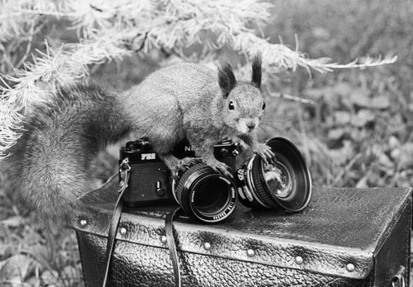 Ручная белка сидит на фотоаппарате, лежащем на кожаном кофре Ручная белка сидит на фотоаппарате, лежащем на кожаном кофре - Sputnik Беларусь